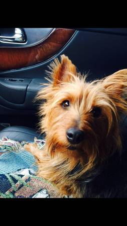 LOST Australian Terrier Dog  1000 reward (Brookings)