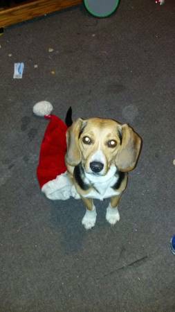 lost beagle