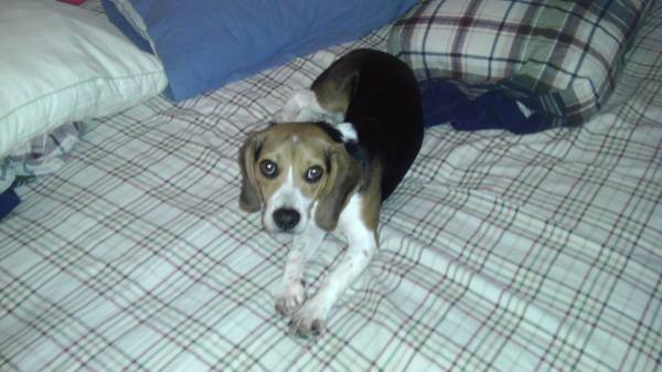Lost Beagle dog (United States)