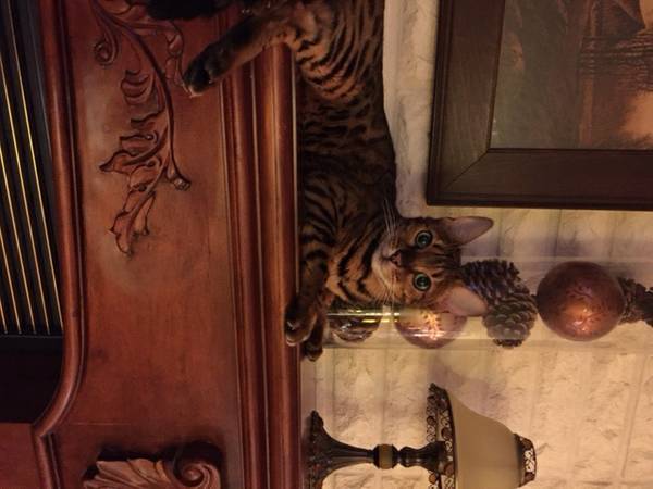 Lost BENGAL cat (Tracyton Blvd area)
