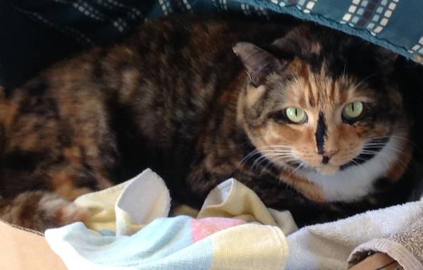 LOST Big Calico Indoor Cat (orangeblackwhite) (Cary)