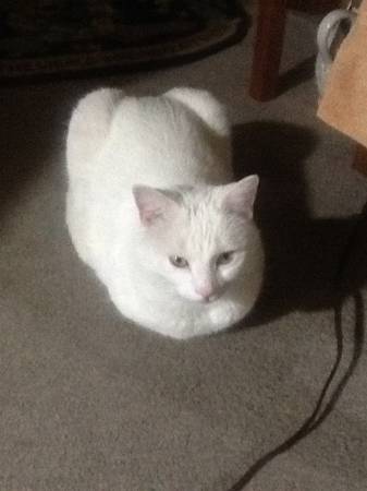 Lost big white gimpy cat (New north end Burlington)