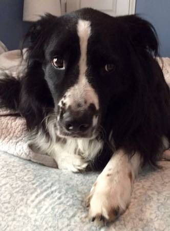 Lost Black and White Australian Shepherd named Chase Taylor (North Raleigh near Lynn and Ray)