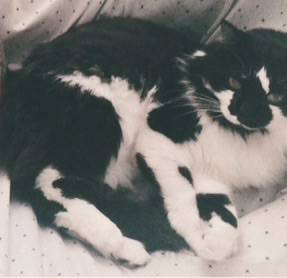 Lost black and white cat (Forest Hill)