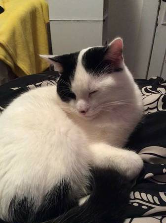 Lost black and white cat (Lakewood, OH)