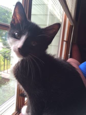 Lost black and white cat (Main Ave)