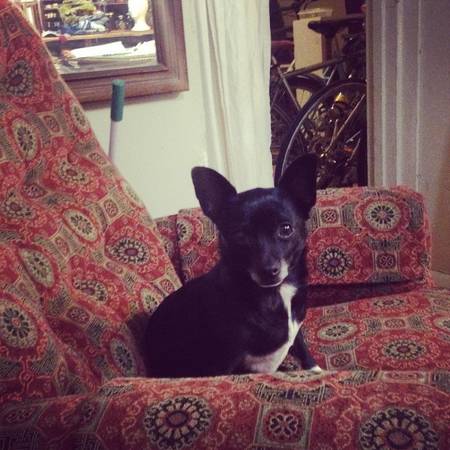 lost black and white chihuahua dog