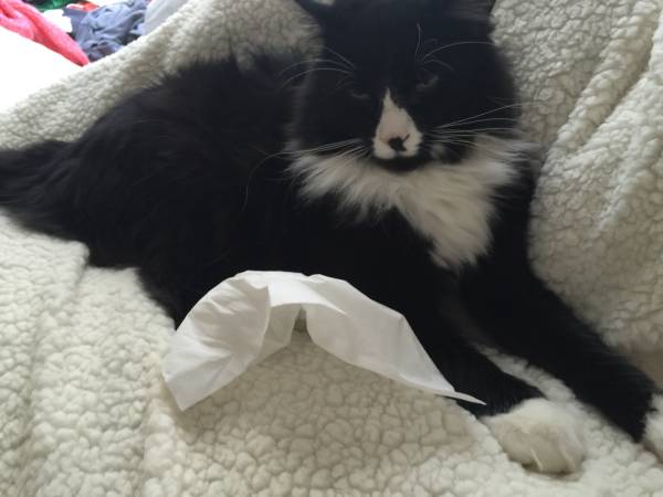 Lost black and white long haired bobtail