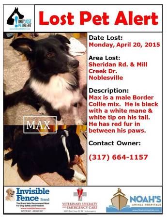 Lost black and white male dog (noblesville)
