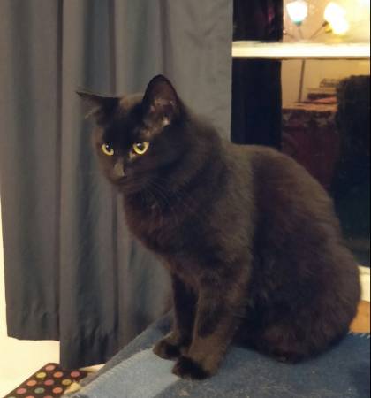 Lost Black Cat 100 Reward (Everett)