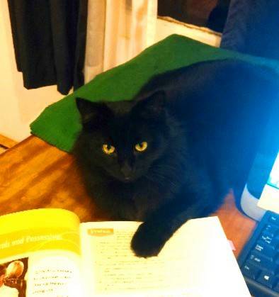 Lost Black Cat 100 Reward (Everett)