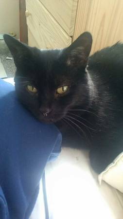 Lost black cat