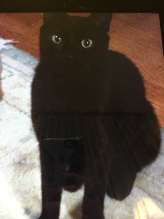 Lost black cat audubonwalnut