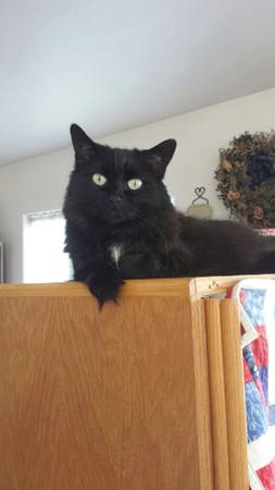Lost Black Cat by Lake Otis and 38th (Midtown)