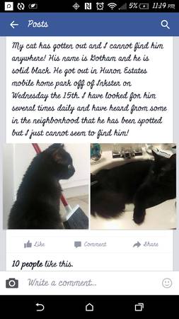 Lost black cat (Huron Estates)