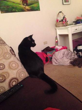 Lost black cat named Bandit (Littleton)