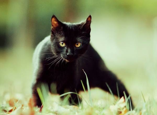LOST BLACK CAT Otis, Male Teenage Cat, Missing from Mid City (Mid