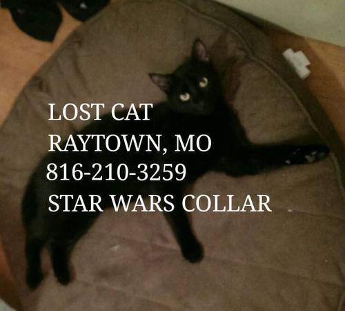LOST BLACK CAT (Raytown MO)