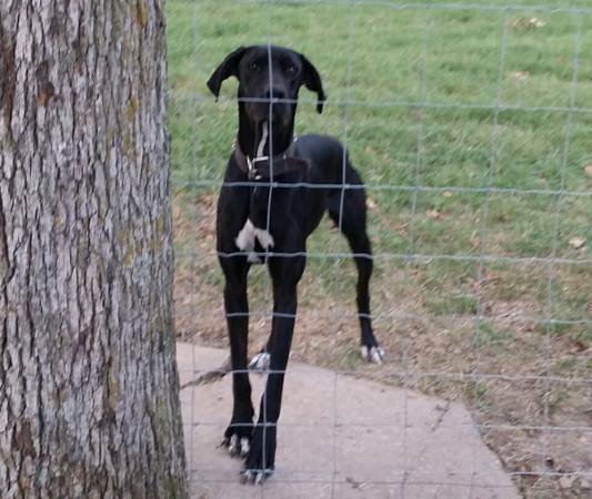 Lost black great dane (Springdale)