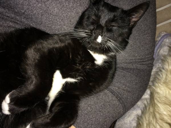 lost blackwhite catwhite spot on lip (64th skidmore)