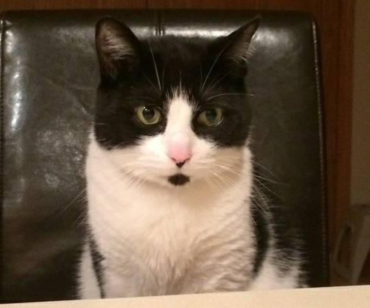 LOST BLACKWHITE FEMALE CAT (SHELTON)