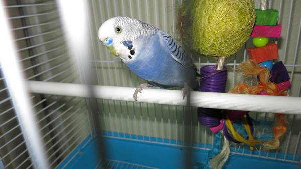 Lost Blue Parakeet (Galt Ocean Mile)
