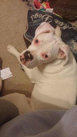 Lost 1 yr old Caleco Female Tower grove (Tower Grove East)
