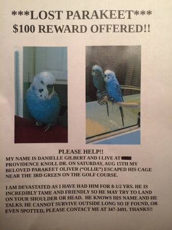 LOST BUDGIE (parakeet)  REWARD (Providence golf course area)