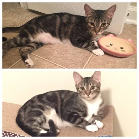 Lost cat (Holly springs)