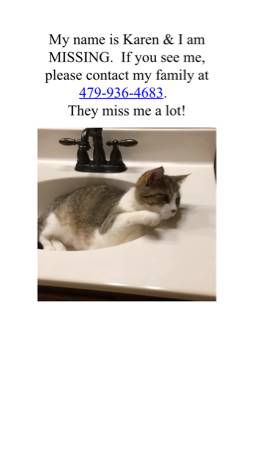 Lost Cat in Bentonville (Bentonville)