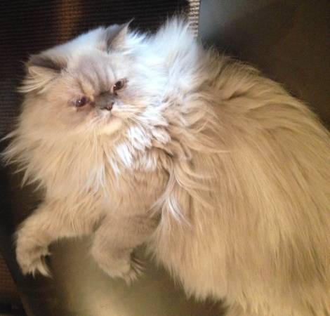 LOST CAT long hair HIMALAYAN REWARD (Gramercy)