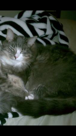 Lost Cat long haired gray amp white (Ballwin)