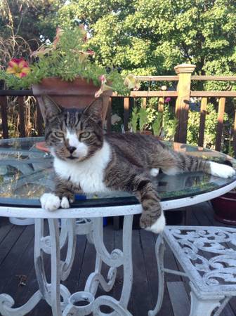 Lost cat  Male, brown tabby and white  Missing since 917 (Jamaica Plain)