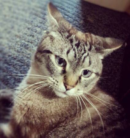 Lost cat named kitty (Chugiak)
