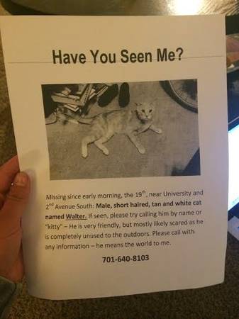 LOST CAT (Near University and 2nd Ave S, Fargo)