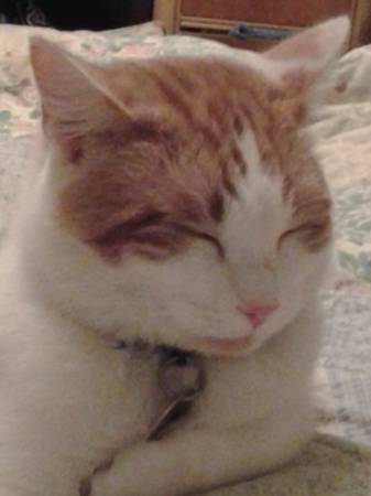 LOST CAT ORANGE AND WHITE TABBY IN LAKEWOOD  LARGE REWARD  (could be anywhere)