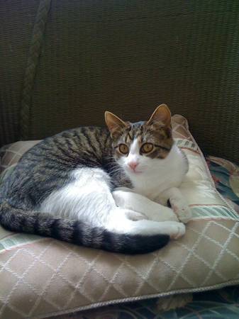 Lost Cat (Roeland Park KS)