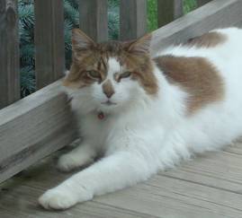 Lost Cat (South DeKalb County)