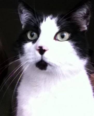 Lost Cat white wblack snuggle king (SW Canyon Rd and SWCamelot Ct)