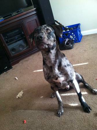 LOST CATAHOULALAB MIX (United States)