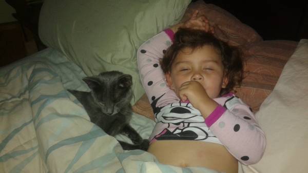 lost catkitten all grey in gaspee  area ofwarick (warwick)