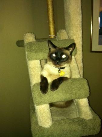 LOST CAT...Reggie...Brown Blue eyed Siamese (4th Av amp Greenway ( las Meridas ))