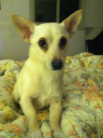 Lost chihuahua (25th St Fargo,ND)