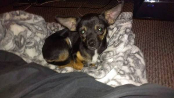 LOST CHIHUAHUA (south anchorage)