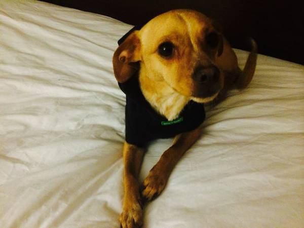 LOST CHIHUAHUABEAGLE MIX BLONDE WITH WHITE MARKINGS NW 14TH AND DREXEL (NW 14th and Drexel)