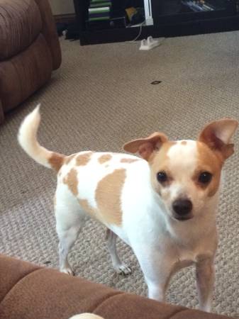 LOST CHIHUAHUAJACK RUSSEL MIX (DaytonRiverside)