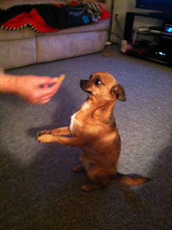 lost chihuhua  yorky mix reward offerd (madison heights)