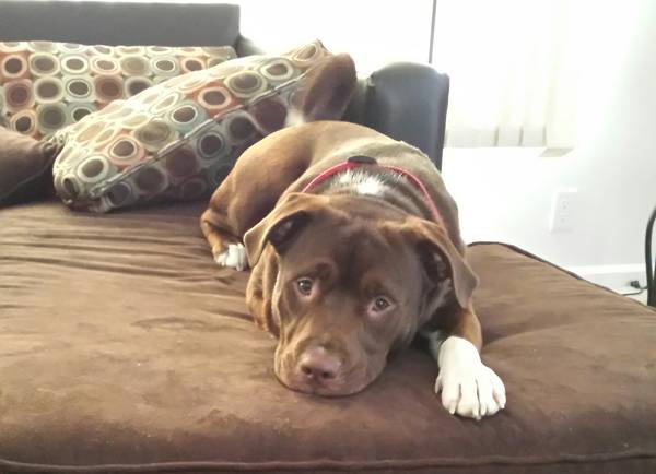 Lost Chocolate LabPit Mix 25th and Post