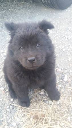 Lost Chow Chow Puppy (hayward  castro valley)
