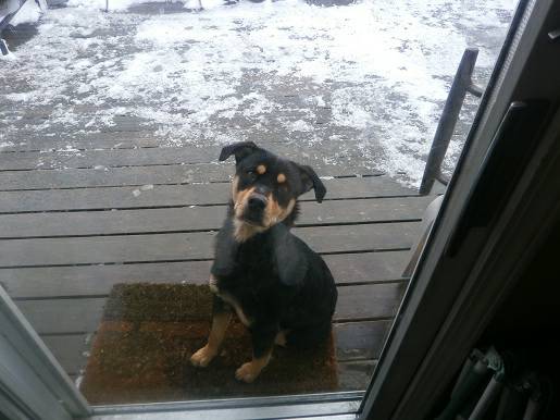 LOST DOG (BETHEL)